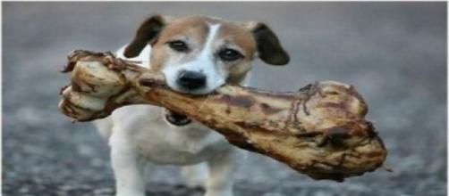 Un cagnolino che mangia un osso