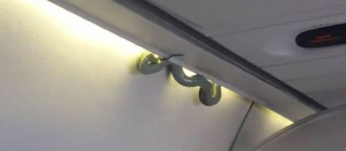 Vipera sulla cappelliera di un aereo: panico tra i passeggeri