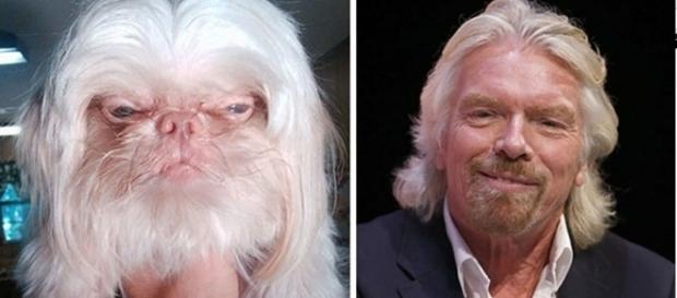 Cachorro é idêntico ao empresário Richard Branson Cachorro é idêntico ao empresário Richard Branson