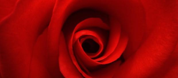roses | AntiquityNOW - antiquitynow.org roses | AntiquityNOW - antiquitynow.org