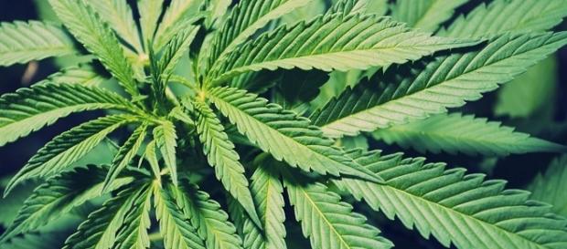 Una piana di marijuana: si può usare a scopo terapeutico. Una piana di marijuana: si può usare a scopo terapeutico.