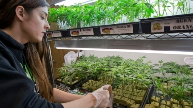 4 stati dicono Si all'uso ricreativo della cannabis