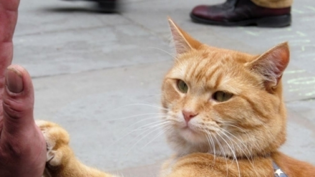 Bob in una scena di "A spasso con Bob"