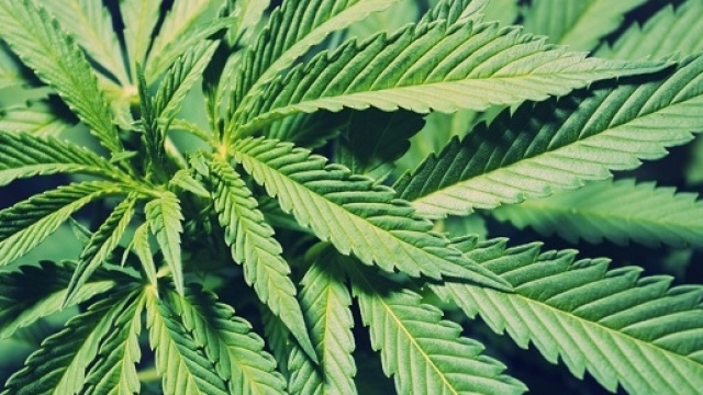 Una piana di marijuana: si può usare a scopo terapeutico.