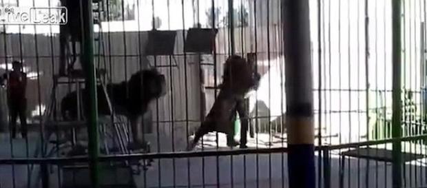 Momentul șocant când un leu îl atacă pe dresor la o reprezentație de circ din Egipt, rănindu-l mortal pe dresor - Captură YouTube Momentul șocant când un leu îl atacă pe dresor la o reprezentație de circ din Egipt, rănindu-l mortal pe dresor - Captură YouTube