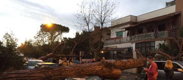 Un pino secolare caduto in via Palermo a Ladispoli Un pino secolare caduto in via Palermo a Ladispoli