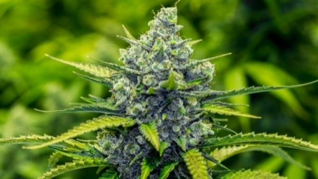 14 Stati avrebbero dovuto legalizzarla quest'anno