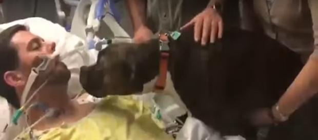 Despedida de cão e dono comovem internet Despedida de cão e dono comovem internet