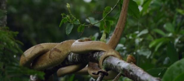 Jararaca-ilhoa, espécie de serpente que é a única moradora da Ilha Jararaca-ilhoa, espécie de serpente que é a única moradora da Ilha