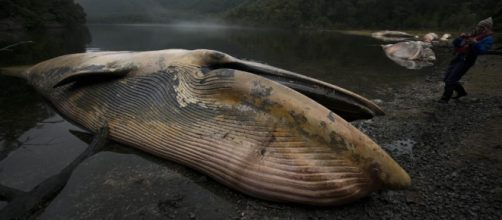 Mystery whale deaths: Is climate change the cause? | Patagonia´s ... - patagonjournal.com