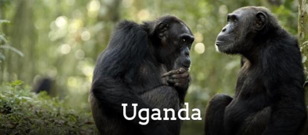 Uganda - top destination del 2017 Uganda - top destination del 2017