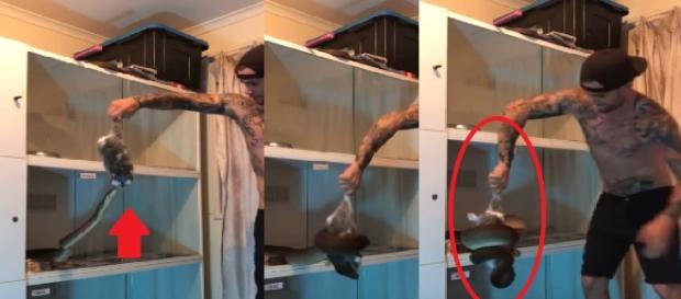 Vídeo que mostra a cobra 'almoçando' gera revolta - Imagens/Youtube Vídeo que mostra a cobra 'almoçando' gera revolta - Imagens/Youtube