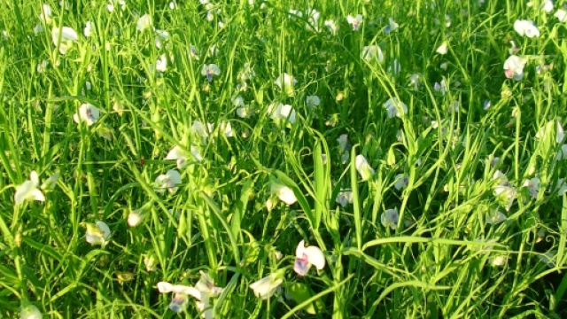 Coltivazione dii cicerchia, il legume del centesimo giorno