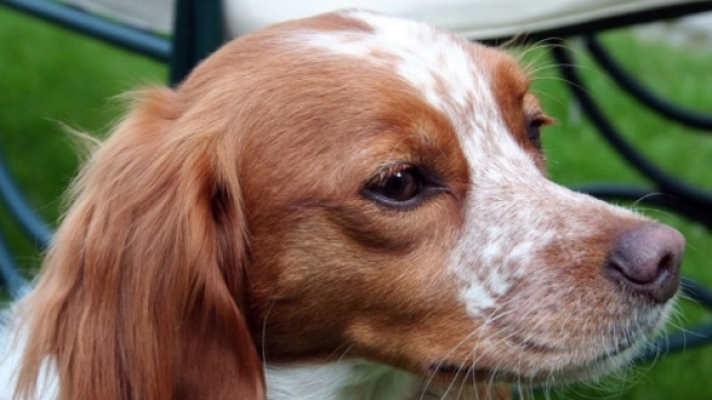 Moncalieri: uccisi quattro cani - myblog.it