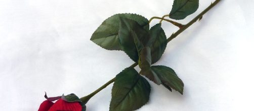 Silk Red Rose - laughingwaterbrewing.com