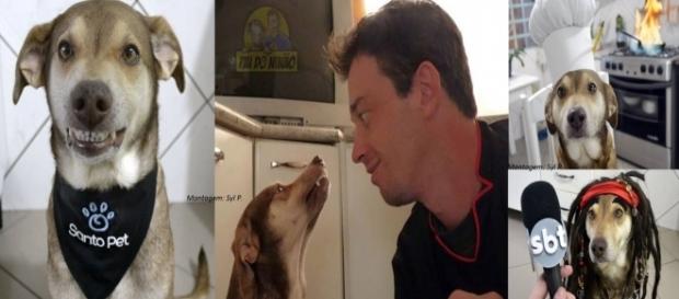 Ninão era considerado o cão mais expressivo da internet (Foto: Facebook/Ninão) Ninão era considerado o cão mais expressivo da internet (Foto: Facebook/Ninão)