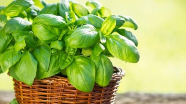 Basilico e prezzemolo come medicine: sono antibatterici | Salute ... - diariodelweb.it