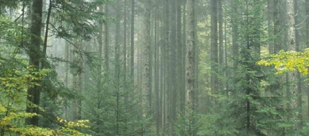 Des bûcherons ont fait une macabre découverte dans une forêt du Jura Des bûcherons ont fait une macabre découverte dans une forêt du Jura