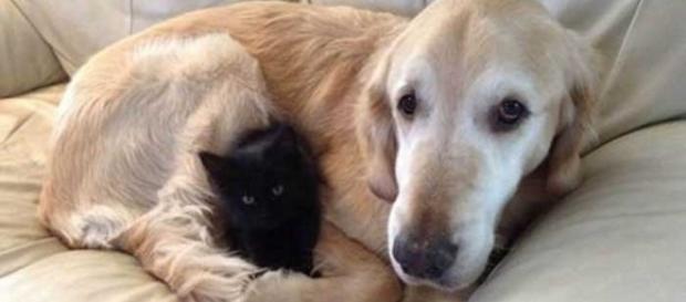 Todos os anos cães e gatos encantam a internet com suas travessuras e momentos fofos. Na foto, Forsberg e seu novo amigo gato, Maxwell. Todos os anos cães e gatos encantam a internet com suas travessuras e momentos fofos. Na foto, Forsberg e seu novo amigo gato, Maxwell.