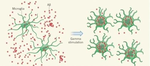 La stimolazione a 40 Hz provoca un riassorbimento delle placche amiloidi (dal commento di Aron e Yankner su Nature 2016)