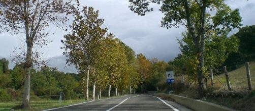 Le strade del pianeta causano deforestazione e limitazione delle aree naturali