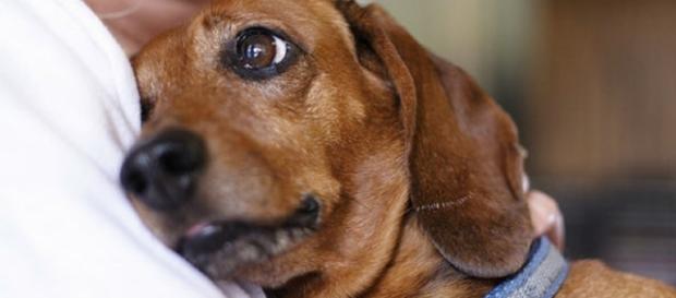 Cachorros demonstram seu amor de diversas formas Cachorros demonstram seu amor de diversas formas