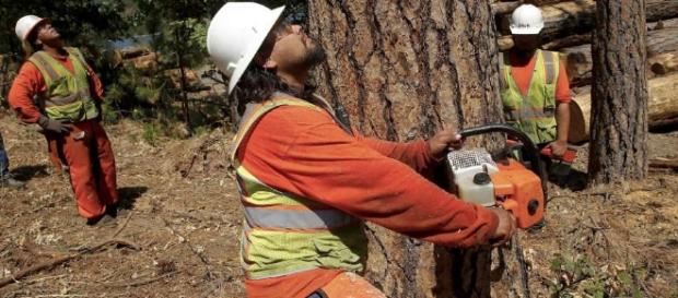 California, albero di eucalipto cade e uccide anziana California, albero di eucalipto cade e uccide anziana
