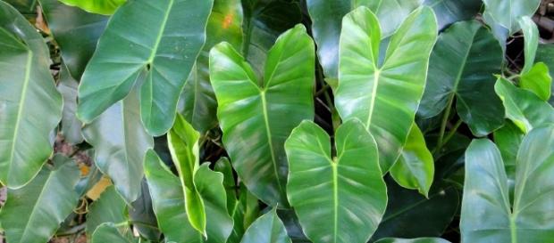 Imbé (Philodendron Oxycardium) Imbé (Philodendron Oxycardium)