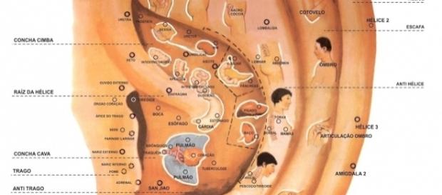Mapa de acupuntura auricular, com ilustrações dos pontos de acupuntura Mapa de acupuntura auricular, com ilustrações dos pontos de acupuntura