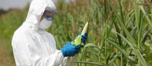 La Monsanto prepara un potente diserbante - greenme.it