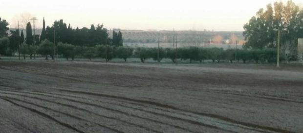 Una campagna salentina completamente gelata. Una campagna salentina completamente gelata.