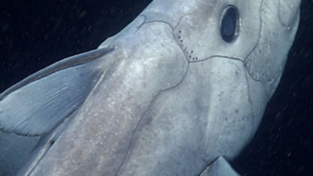 Squalo fantasma scoperto e immortalato in California