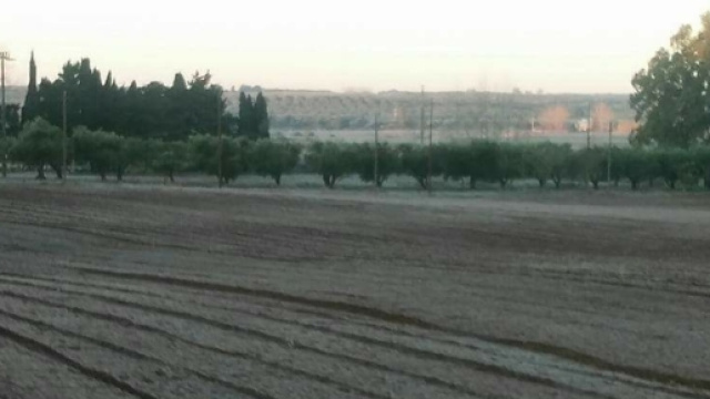 Una campagna salentina completamente gelata.