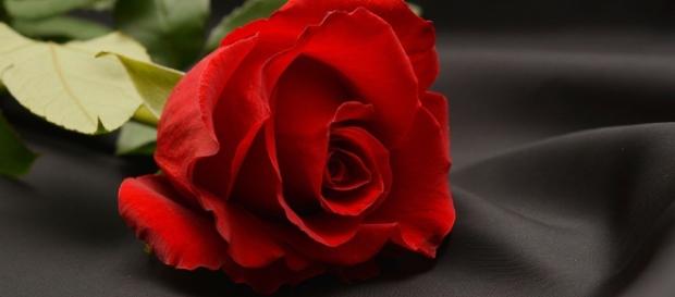 Free photo: Rose, Red, Red Rose, Flower - Free Image on Pixabay ... - pixabay.com Free photo: Rose, Red, Red Rose, Flower - Free Image on Pixabay ... - pixabay.com
