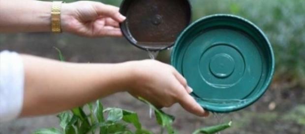 Em guerra contra mosquitos, a arma é acabar com os criadouros. Em guerra contra mosquitos, a arma é acabar com os criadouros.
