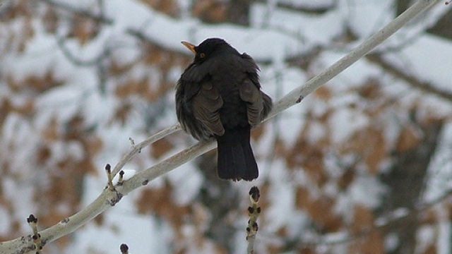 Previsioni del tempo per Capodanno 2017