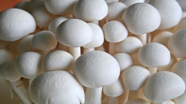 Un cespo di funghi è cresciuto sul parquet del soggiorno di una signora di Savona.