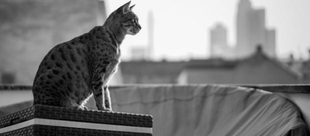 Gatos assassinados: polícia não exclui possibilidade de mais de uma pessoa estar envolvida nos crimes Gatos assassinados: polícia não exclui possibilidade de mais de uma pessoa estar envolvida nos crimes