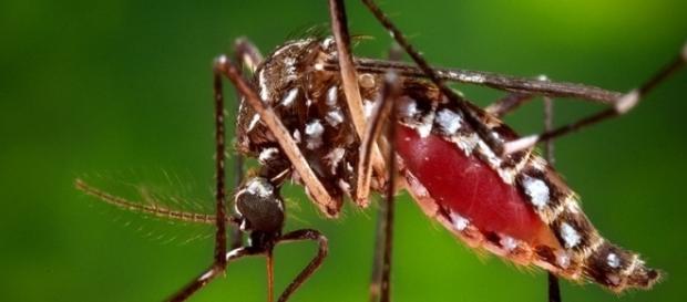 RN é segundo estado com mais mortes por microcefalia RN é segundo estado com mais mortes por microcefalia