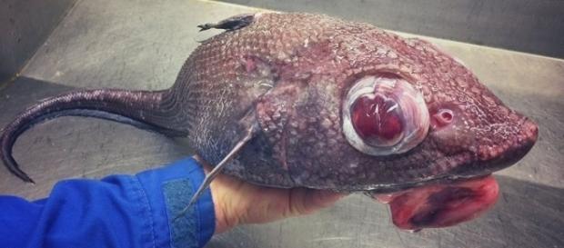 Roman Fedortsov já pescou vários animais bizarros, como este peixe granadeiro Roman Fedortsov já pescou vários animais bizarros, como este peixe granadeiro