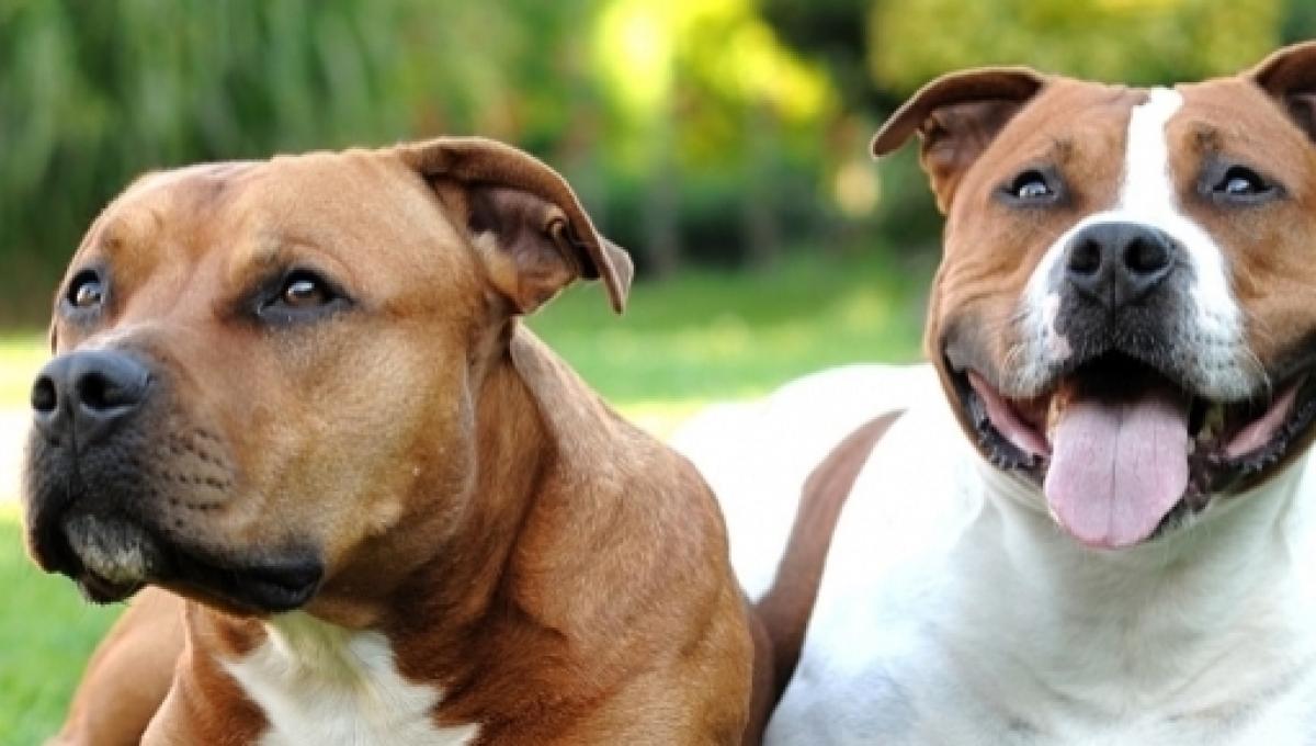 Por Que Se Le Llama American Pit Bull Terrier Si Se Desarrollo En Europa