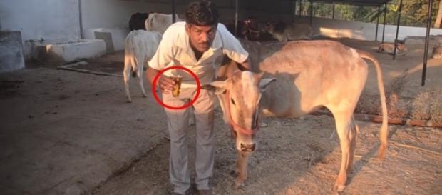 Hemant Paliwal já faz uso de urina de vaca há quatro anos (Crédito: YouTube/CatersClips) Hemant Paliwal já faz uso de urina de vaca há quatro anos (Crédito: YouTube/CatersClips)