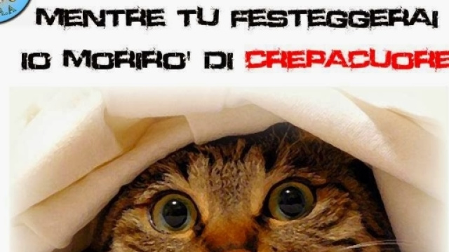 Botti di Capodanno, una guerra per gli animali