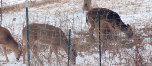 Deer in author's yard last week,credit John A. McCormick