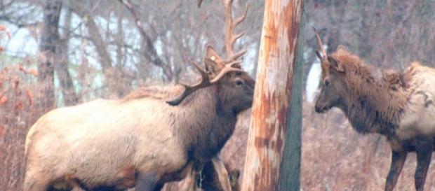 Elk in central PA, photo by author John A. McCormick Elk in central PA, photo by author John A. McCormick