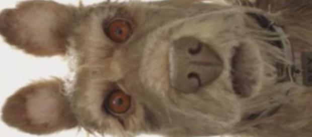 Wes Anderson's 'Isle of Dogs' Acquired by Fox Searchlight - SFGate - sfgate.com Wes Anderson's 'Isle of Dogs' Acquired by Fox Searchlight - SFGate - sfgate.com