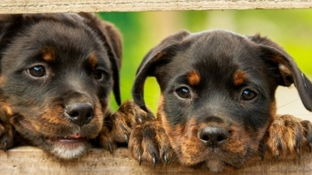 Guida alla sopravvivenza ai botti di capodanno per animali domestici