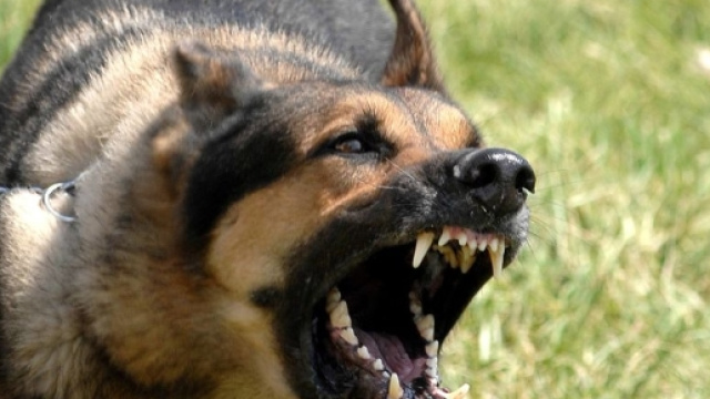 Il cane abbaia troppo? Può scattare il sequestro.