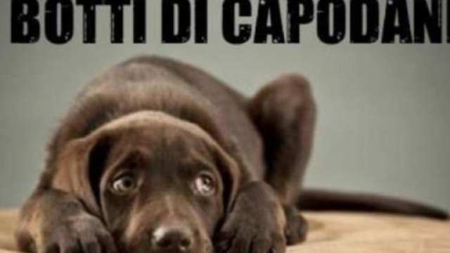 Capodanno, i consigli per proteggere cani e gatti dai botti - corriereadriatico.it