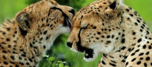 Foto Le coccole dei ghepardi e le altre grandi foto della ... - nationalgeographic.it